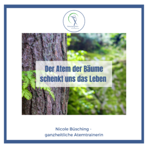 Read more about the article Warum der Wald der perfekte Ort für deine Gesundheit ist